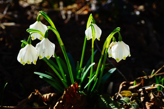 Lenteklokje - Leucojum vernum - Bloembollen en verwilderingsbloembollen voor onze tuin - Tuinhier Oudenburg